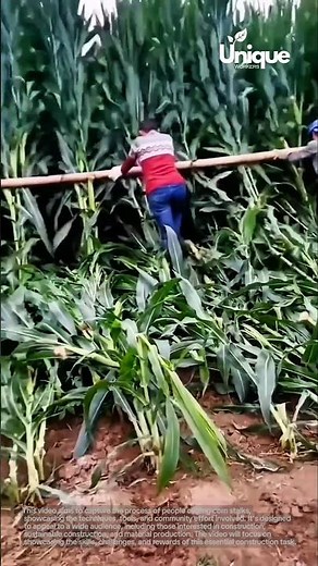 Corn stalks cutting for beginners: a simple guide to cutting corn stalks