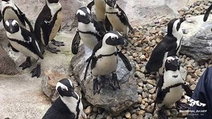 3.5K views · 146 reactions | Get up close to your favorite tuxedoed friends! A Private Penguin Feeding allows you to enter the Penguin Point habitat at meal time and learn how to hand-feed African Penguins! Then, you'll be able to try feeding the penguins some tasty (and fishy) treats yourself! Book now: https://www.aviary.org/penguin-feeding-experience | National Aviary | Facebook