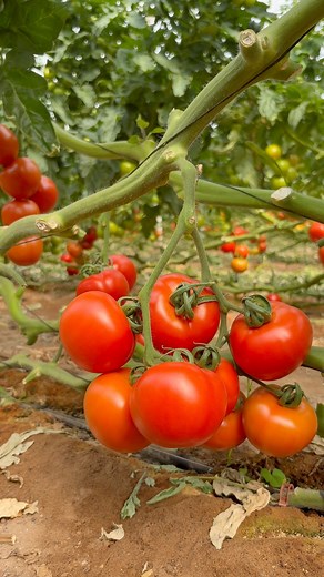 70K views · 1.8K reactions |  We are producing premium-quality tomatoes #farming #farm #agriculture #tips #tomato #How #Garden #greenhouse | JUMOH Han | Facebook
