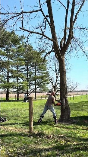 Large Tree Cutting in Danville, Indiana - At The Top Tree Service