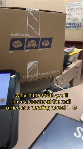 Do have a rooster in here? Yup, it’s a rooster 😅#usps #mail #rooster #southusa #usa #nc #livingintheusa #specialdelivery