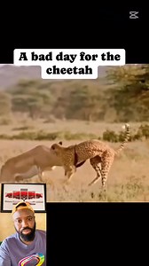 Impala vs Cheetah #fbpost2025reelsfypシ゚ #reelschallengereelschallengereelschallengereelschallenge #reels | The Crown Tv & Games