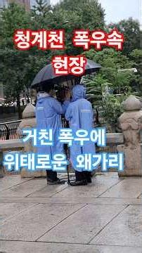 청계천 폭우 현장속 위태로운 왜가리#서울#여행#힐링#여름#뉴스