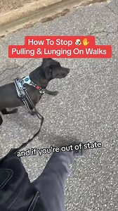 Your dog still pulling? Lunging? Barking on walks? We can help! We offer private in-home lessons where we will come to your house and teach you how to train your dog We’ve being training dog owners for 10 years Let our certified dog trainers, come to your home and teach you how to train your dog In your first course you’ll learn over 10 obedience behaviors, greeting behavior behaviors, and eight Bruce leash walking behaviors And we do this without the use of prong collar, shock, collar, choke, c