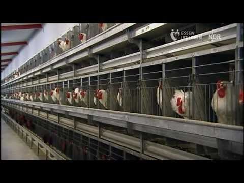 Brüten für den Weltmarkt - Das Hühnerimperium an der Nordsee