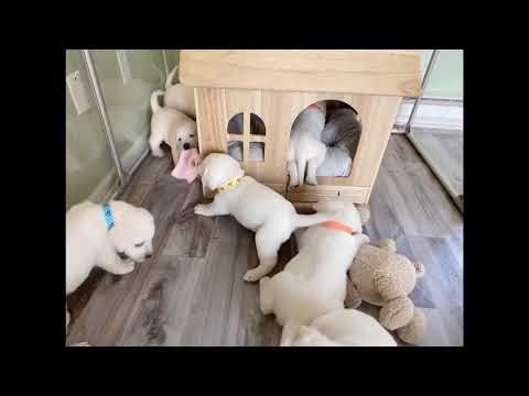 White Lab puppies in a puppy nursery - Pawrents: Daisy x Lumiere