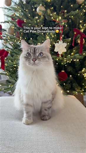 #ad DIY Paw Print Ornaments 🐾🎄 ​⁠‪@WellnessPetFood‬ #cats #catmom #christmas