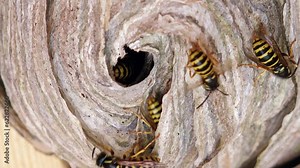 European wasp (Vespula germanica) building a nest to start a new colony. A wasp nest in the attic of a house. Detail shot of a black yellow wasp