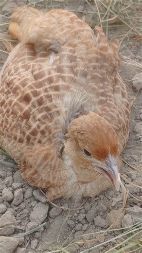 teeter playing 😆birds lover