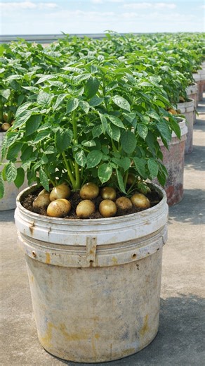 Potato harvests can be very rewarding with the right growing setup. This method supports healthy plants and a satisfying yield. #PotatoHarvest #HomeGardening #ContainerGardening #DIYGarden #originalcontent #global | H&H Gardening Tips