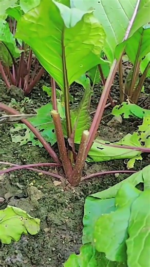 technique for cutting small tree trunks using scissors