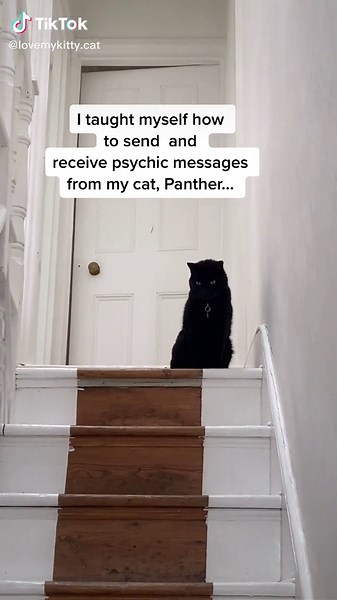Your pet has a message to send you! #animalcommunication #psychiccat #telepathy #blackcatsoftiktok
