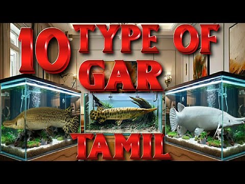 10 Type of gar fish for your Aquarium hobby | Tamil