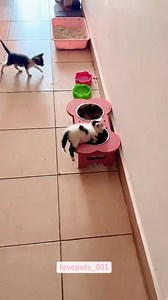 112K views · 2.1K reactions | Sleeping Kitten.#cats #cutecats #foryou #funny #funnyvideos #uk #funnyanimals #fypシ #cute #fu | Lovepets-001 | Facebook