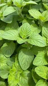 オレガノ、イタリア料理に欠かせないハーブ🌿たくさんのお料理に活用できます。#食べられる野草 #野草食 #自然大好き #心のバランス #edibleplants #vegan #wellness