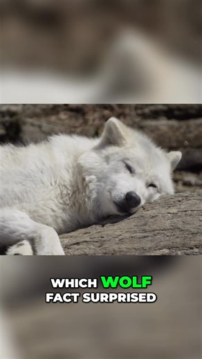 Discover how wolves are restoring balance to Yellowstone's ecosystem. Witness their strength and the importance of family values within their packs. A true testament to nature's resilience and interconnectedness. Have you seen wolves in the wild? #Yellowstone #Wolves #Ecosystem #Wildlife #Nature #Conservation | Mind Orbit Facts | Facebook