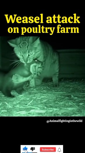 Invasive weasel attacks poultry farm. #animalfight #animalbattle #animalclash