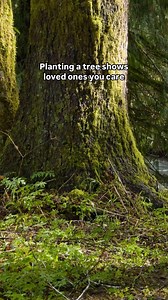 Roses are red, violets are blue — but a tree lasts forever, just like my love for you…💚🌳 This #valentinesday , plant a tree for the one who makes your heart bloom. It’s a gift that gives back to the planet and shows your love is evergreen. Tap the link in our bio to gift trees! 💌 | One Tree Planted