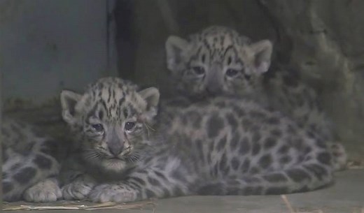 Cuddle puddle! Three baby snow leopards are now on display at the Cleveland Metroparks Zoo. These 1-month-old cubs, who weight about 4 pounds each, are in the Primate, Cats & Aquatics building. Video courtesy of the zoo. | cleveland.com