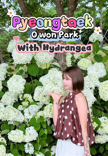 ဖြောင်းထက်မှာ 수국(Hydrangea)ပန်းတွေ ပွင့်နေပြီနော်🪻💜70%ထိပဲ ပွင့်သေးလို့ လကုန်လောက်ဆိူ အတော်လှနေမှာ 📍평택 내리문화공원 #fyp #foryou #평택 #creatorsearchinsights #ကိုရီးယားရောက်မြန်မာမလေး