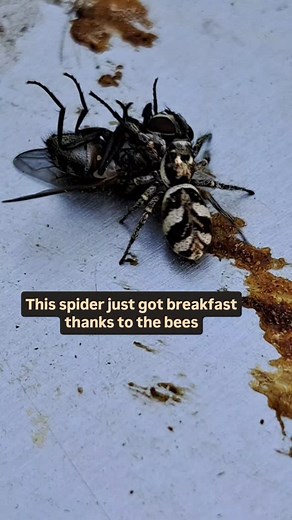Spiders are opportunists, frequently setting up webs under the hive covers and in front of the hives. They catch bees sometimes, but also catch ants and flies that have come for the honey. #honeybee #spider #breakfast #hungry #bee #yikes #deliciousfood #homeiswheremyhiveis | Home is where my Hive is