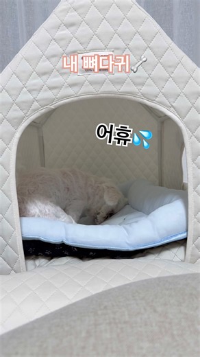 운동부족 가나디🐶💦#강아지 #말티즈 #maltese #dog #cutedog #더빙농장 #애견영상 #dogshorts #쇼츠