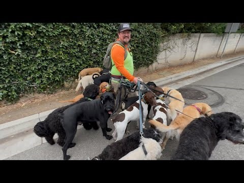 DOGEX: The Good The Bad and The Pesky Cyclists