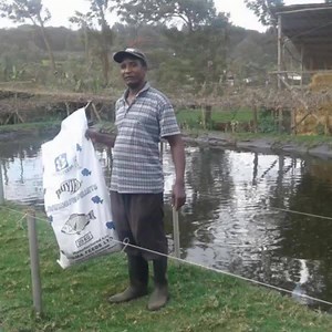 30K views · 112 reactions | High-Protein Tilapia feed for faster growth. Ideal for pond and cage farming. | SIGMA FEEDS | Facebook