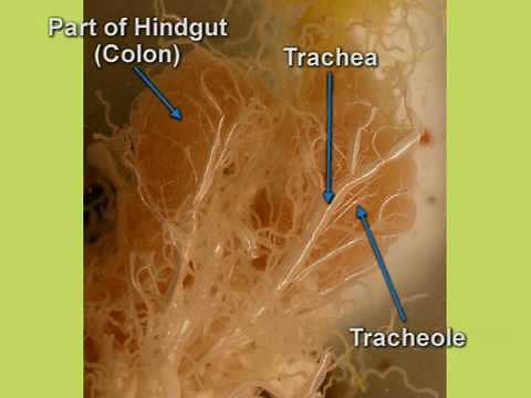 Cockroach dissection - Respiratory system