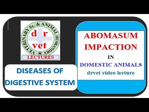 Abomasum Impaction in cattle Video by drvet