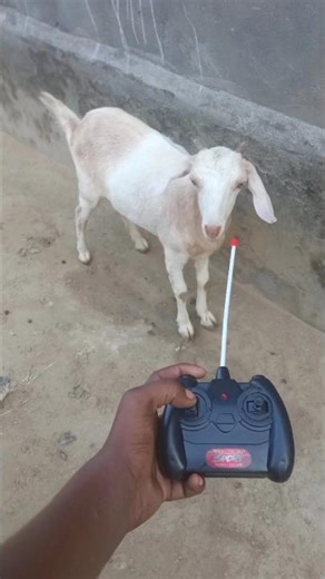 RC remote control bakra testing ￼