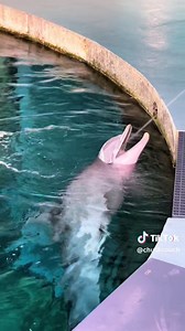 Hope the Dolphin at the Clearwater Marine Aquarium. Such a cutie! | #cma #clearwatermarineaquarium #clearwaterbeach #hopethedolphin #dolphinn#hopedolphin #clearwateraquarium #dolphintale #dolphinshow #florida