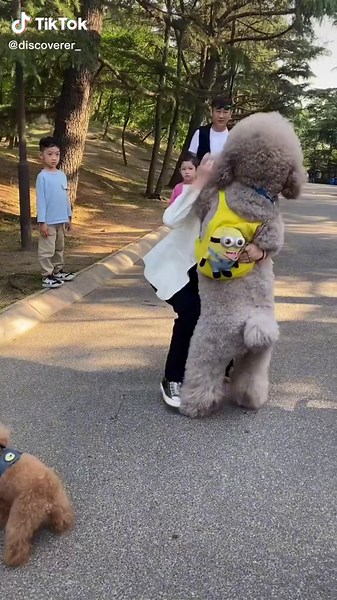 The big dog is also a little treasure in the eyes of the owner#fyp #foryou #foryoupage #cute #dog