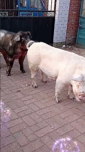Secrets of pig training a step by step guide#31