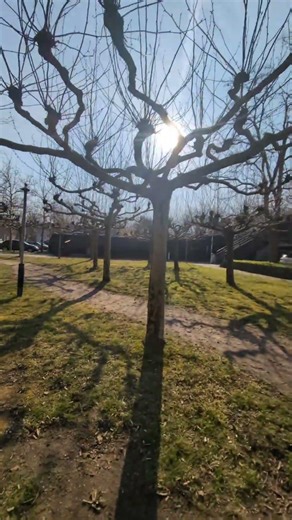 The sunset of spring 🌼🌱#youtubeshorts nature