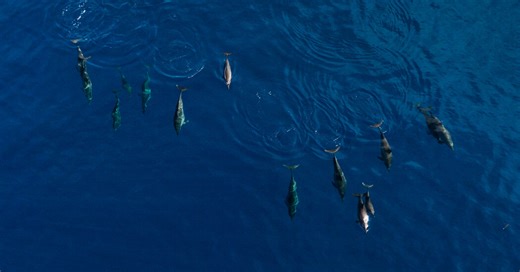 Dolphin Hunting Is Their Tradition. Rising Seas Have Made It a Lifeline.