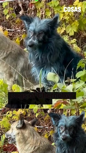 29K views · 210 reactions | Voluntarios de Dogs of Chernobyl...