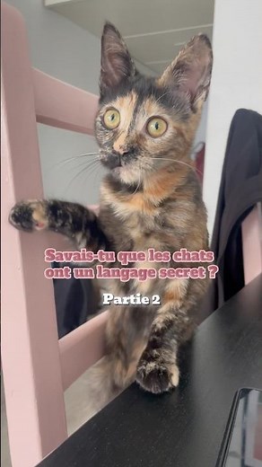 Je te dévoile le langage secret des chats 🤫✨ (Partie 2)