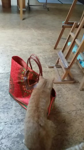 25 reactions · 5 comments | Taschentrick. #spielen #katzenliebe #katzen #tricks | Christine Wirth | Facebook