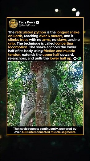 This Is How Reticulated Python Climbs A Tree 🔥