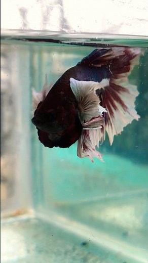 Mesmerizing Dumbo Ear Betta | Full Beauty Showcase 😍