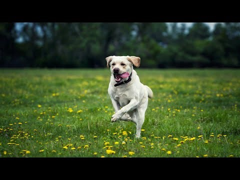 Beautiful Labrador Dog Running Free in Open Field,labrador retriever video dog slow motion,happy dog