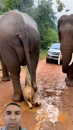 elephant delivery public way😂😂😂