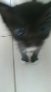 27 reactions · 12 shares | Caso Externo Gatita bb rescatada Se llama Tomasita ‍⬛ En adopción responsable La persona que la rescató no la puede tener Xque trabaja todo el día La gatita tiene entre mes y medio y dos meses Come croquetas y usa arenero Si alguien la desea tener ,para cuidarla y amarla x siempre Escribir al 096 734 3622 0968708745 | Adopción Animal Guayaquil - AG | Facebook