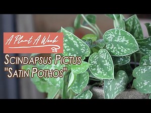 Scindapsus pictus "Satin Pothos" Care | A Plant A Week
