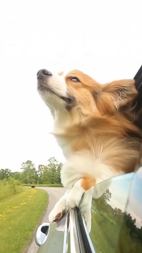 Happy #InternationalCorgiDay! 🐶 This corgi is celebrating with their favorite activity 😎🚙 Video by by Holly Hildreth #Dogs #DogLovers #Corgi #Beach #Puppy #PetLovers | Animal Planet
