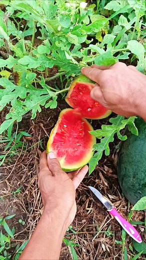 dengan cirihas kulit luar tipis daging buah keras dan rasa manis ,kekurangan semangka inul palguna f1 saat cuaca sering hujan #semangka #merah #petani #reelsviral | Rikwan Suwiknyo