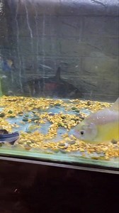 230K views · 1.5K reactions | Daily feeding Animal for life #feedinganimal #feeding #feed #fishfeeding #fishinglife #fish #snake #frog #eel #shrimp #lobster #crab #turtle #animal #pet #nature #reel2024 #foryou #fbreels #trendingreels #trendingvideo #viralreels | Harry Hana | Facebook