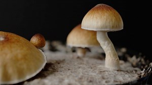 Magic mushrooms studied for potential therapeutic effects