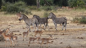 Zebras Cause Havoc At Waterhole | Trinity Collections